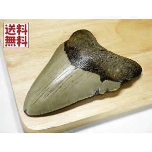 1 本の巨大な美しいメガロドン歯化石サメの歯 : FUKU Store - 通販