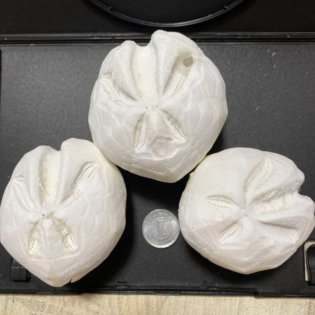 2026年最新】ブンブク ウニ殻の人気アイテム - メルカリ